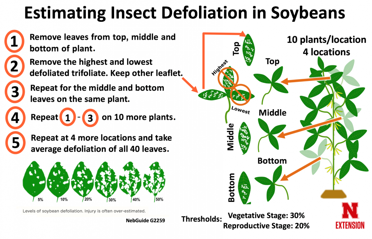 Estimating insect defoliation in soybean graphic.